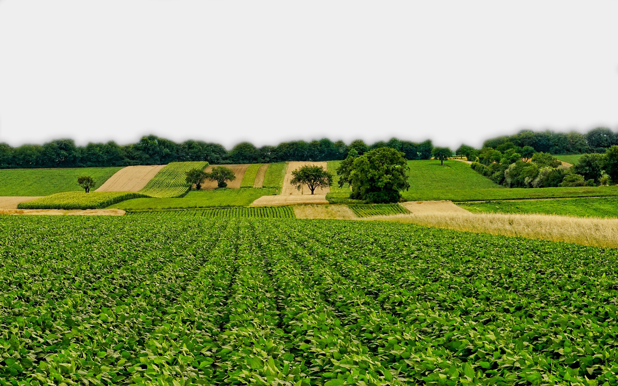 Agricultura Sostenible